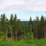 Spaziergang durch die Natur in Oslo