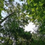 Blick in die Baumkronen im Naturschutzgebiet Hannoversche Klippen