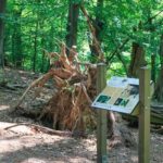 Eine riesige Baumwurzel samt Erklärung auf dem Holzweg beim Wandern im Weserbergland