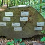 Bedeutung der Baumringe auf dem Holzweg an den Hannoverschen Klippen