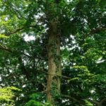 Efeu rankt einen Baum empor im Naturschutzgebiet Hannoversche Klippen