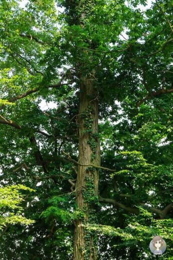 Efeu rankt einen Baum empor im Naturschutzgebiet Hannoversche Klippen