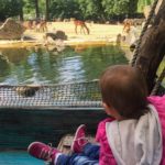 Ein Ausflug im Erlebnis Zoo Hannover mit Kind