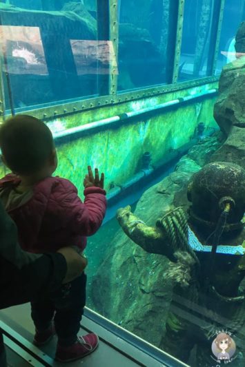 Eine Unterwasserwelt im Zoo Hannover mit Kind