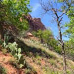 Kakteen am Lower Emerald Pools Trail im Zion National Park