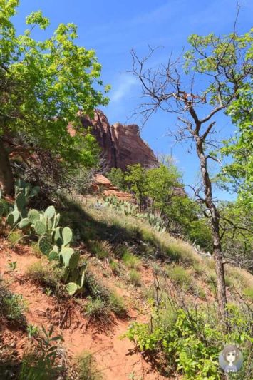 Kakteen am Lower Emerald Pools Trail im Zion National Park