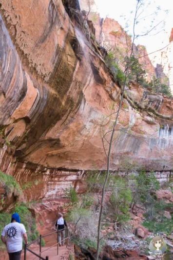 Der Weg zu den Emerald Pools im Zion National Park