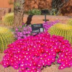Farbenfrohe Pflanzen im Red Hills Desert Garden Park in St. George