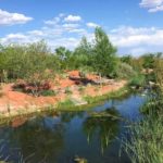 Ein Teich im Red Hills Desert Garden Park in St. George