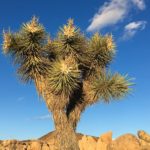 Ein Joshua Tree im Nationalpark