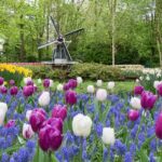 Blumenpark in Holland: Fantastischer Besuch im Keukenhof