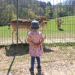 Besuch in einem Tierpark beim Camping mit Kindern