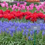 Im Keukenhof gibts Tulpen aus den Niederlande