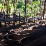 Blick auf den Palm Canyon im Balboa Park San Diego