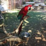 Ein Papagei im Free Flight in Del Mar
