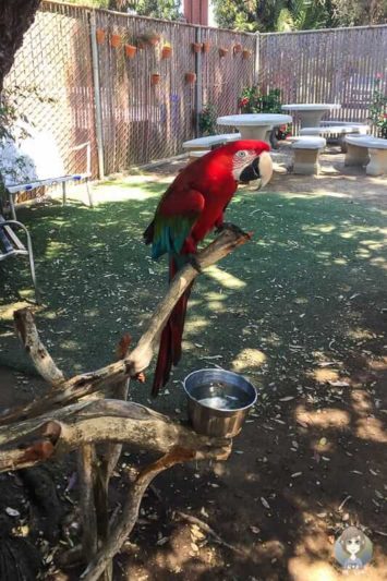 Ein Papagei im Free Flight in Del Mar