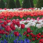 Tulpen in Holland im Blumenpark von Lisse