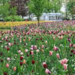 Tulpen in Holland im Garten vom Keukenhof