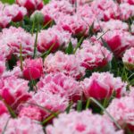 Aussergewöhnliche Tulpen im Keukenhof einem Blumenpark in Holland