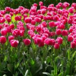 Leuchtende Tulpen im Keukenhof