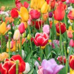 bunte Blumen im Tulpenpark in Holland