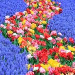 Ein buntes Blumenbeet im Keukenhof