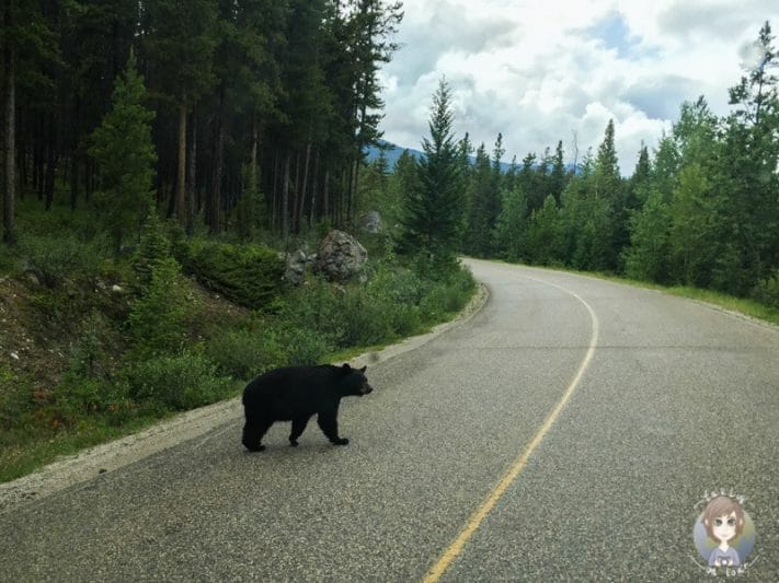 Ein Bär auf dem Icefields Parkway in Kanada