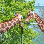Giraffen im Jyllands Park Zoo