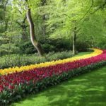 Eine lange Tulpenreihe im Keukenhof in Holland