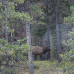 Ein Wapitihirsch am Icefields Parkway nahe Jasper