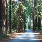 Mammutbäume im Pfeiffer Big Sur State Park Campground