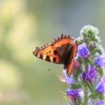 Ein Schmetterling am Aussichtspunkt Gorges-de-la-Loire