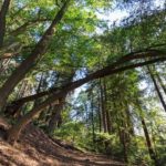 Waldweg zum Big Sur River Gorge