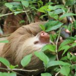Faultiere beim Glamping Costa Rica