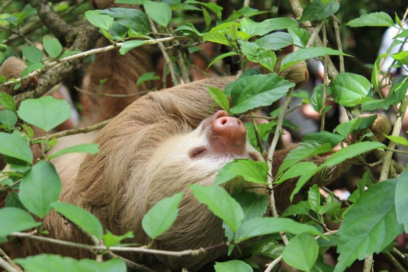 Faultiere beim Glamping Costa Rica