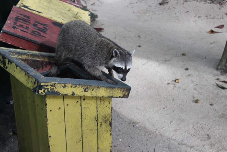 Waschbär im Nationalpark Cahuita beim Glamping in Costa Rica