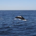 Whale watching in Kaikoura auf einer Neuseeland Reise in 3 Wochen