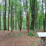 Natürliche Skulpturen im Wald an der Listertalsperre im Sauerland