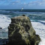 Basstölpel beobachten auf einer Neuseeland Reise von 3-4 Wochen