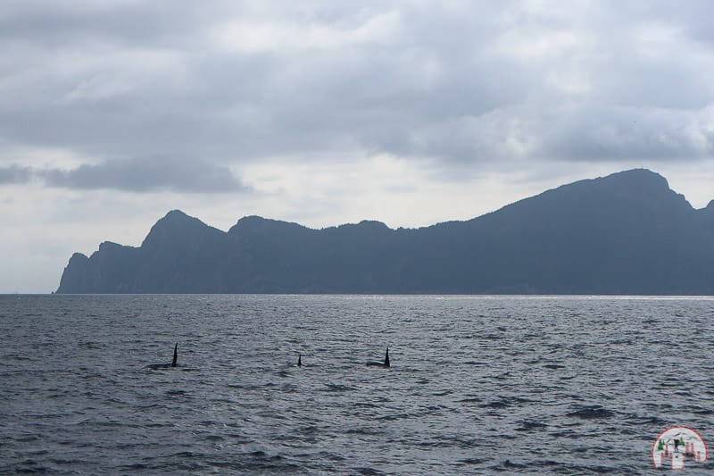 Orca Pod im Kenai Fjords Nationalpark bei Seward in Alaska