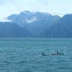 Orcas im Golf von Alaska nahe Seward
