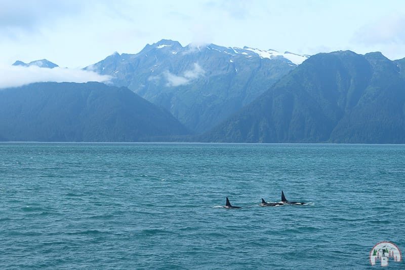 Orcas im Golf von Alaska nahe Seward