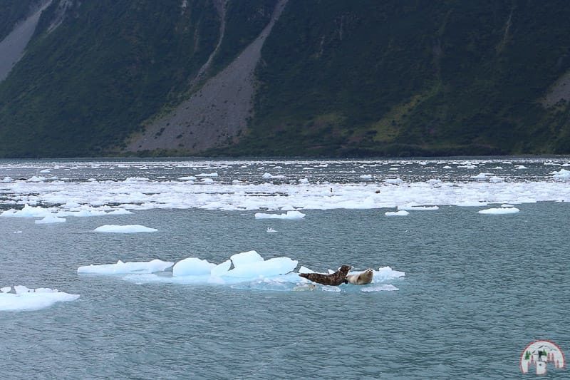 Roben im Kenai Fjords Nationalpark bei Seward Alaska