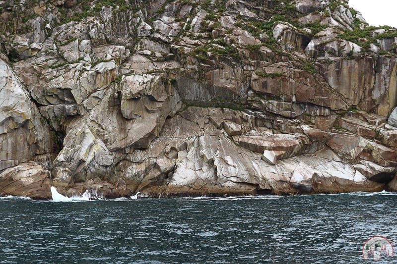 Seehunde auf den Klippen nahe Seward in Alaska