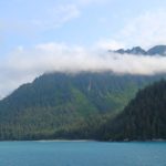 Sitka Fichten am Golf von Alaska nahe Seward