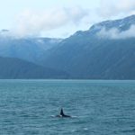 Transient Canadian Orca in Seward Alaska