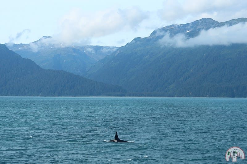 Transient Canadian Orca in Seward Alaska