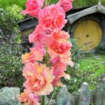Traumhafte Blumen in Hobbiton in Neuseeland