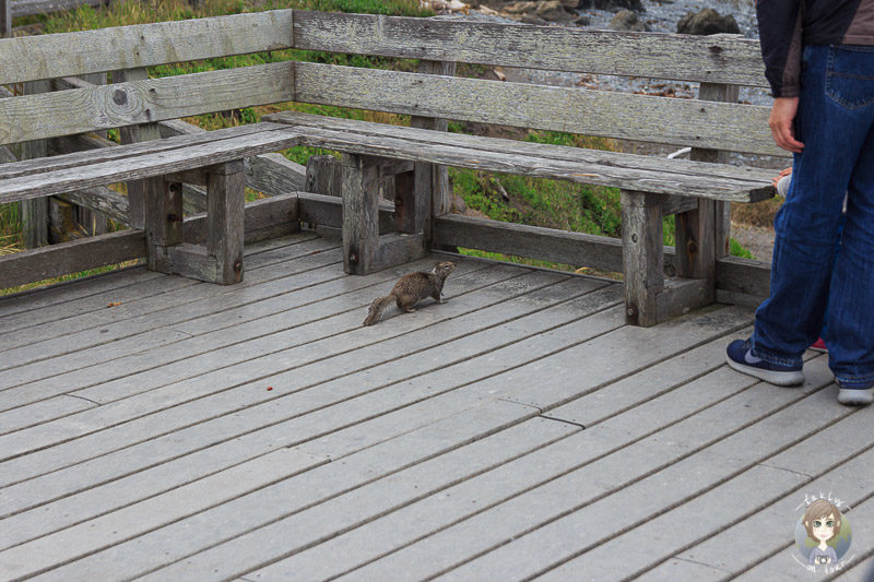 Ein Eichhörnchen im MacKerricher State Park