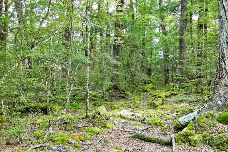 Fangorn Wald als einer der Herr der Ringe Drehorte
